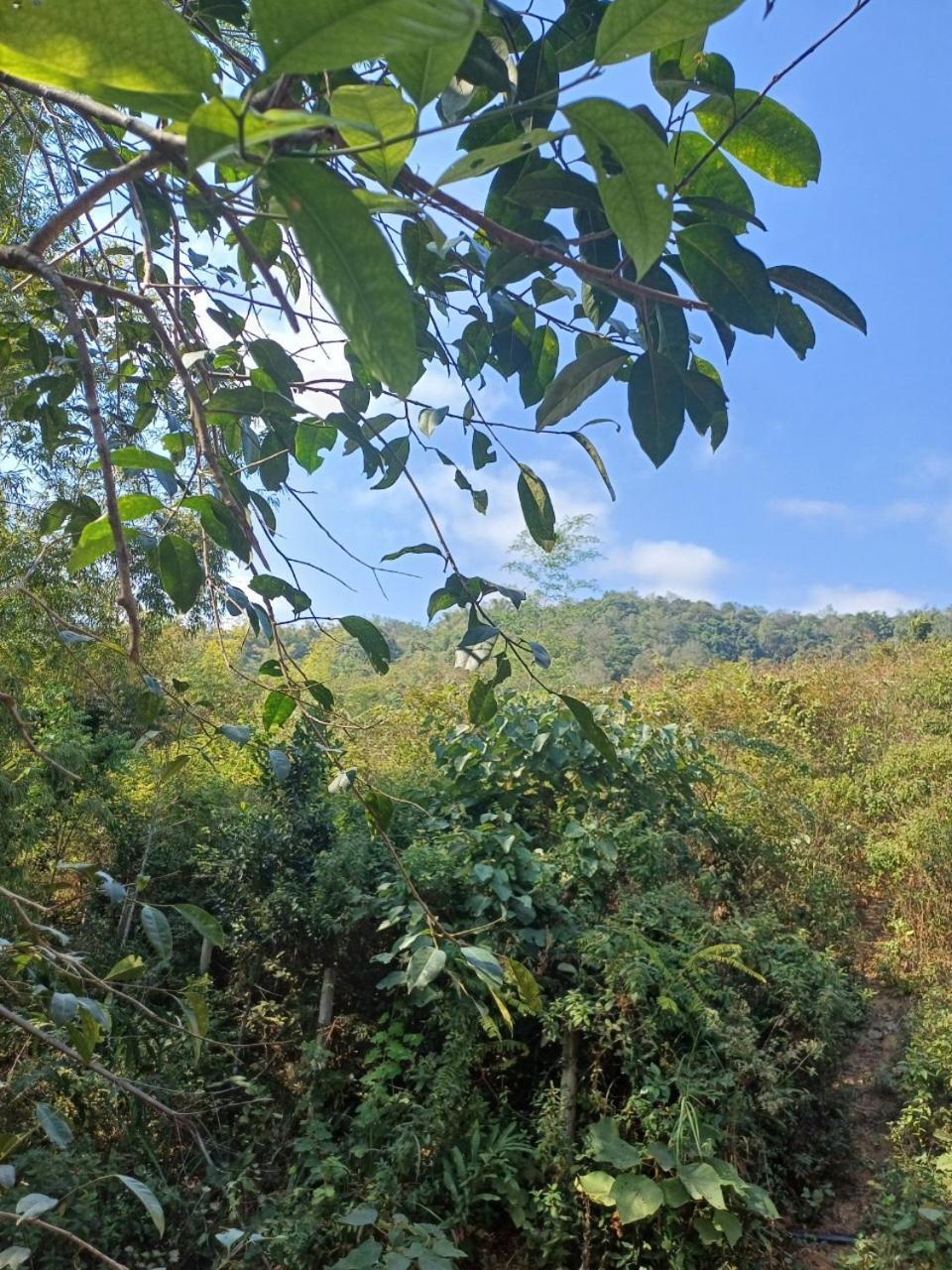 Hill House Homestay